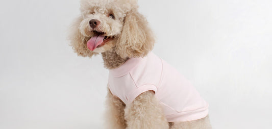 Tips for Choosing the Right Summer T-shirt for Pets