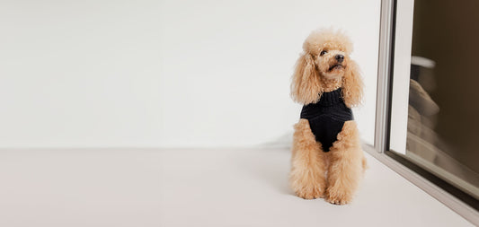 Sustainability with Eco-Friendly Pet Clothing: A Guide for Pet Owners