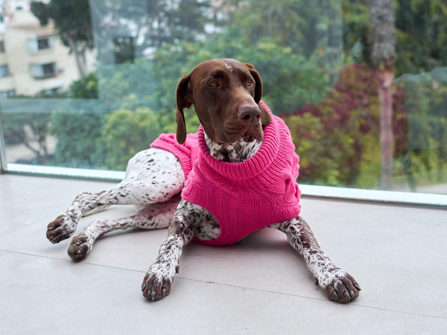 Dog Sweater Pull Chien Alpaca Jersey Perro Colette et Gastón